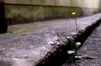 Flor no asfalto - ...Uma flor nasceu na rua! Passem de longe, bondes, nibus, rio de ao do trfego. Uma flor ainda desbotada ilude a polcia, rompe o asfalto. Faam completo silncio, paralisem os negcios, garanto que uma flor nasceu. Sua cor no se percebe. Suas ptalas no se abrem. Seu nome no est nos livros.  feia. Mas  realmente uma flor. Sento-me no cho da capital do pas s cinco horas da tarde e lentamente passo a mo nessa forma insegura. Do lado das montanhas, nuvens macias avolumam-se. Pequenos pontos brancos movem-se no mar, galinhas em pnico.  feia. Mas  uma flor. Furou o asfalto, o tdio, o nojo e o dio. <br/> <br/> Parte do poema "Uma flor e a nusea" de Carlos Drumond de Andrade.  