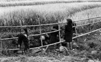 Crianas em vila ao norte do Vietn, anos 2000 - No final dos anos 60 este pas foi palco de uma guerra que chocou interesses das potncias comunistas e capitalistas em plena Guerra fria.  <br/> <br/> Palavras-chave: poder, poltica, ideologia, guerra fria, vietn, imperialismo norte americano.