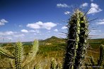 Contexto do serto ao redor do Arraial. <br/> "...em poucos anos o arraial de Canudos se firmou na regio (sul da Bahia) como um contestado, passando a reunir cada vez mais sertanejos que lutavam para mudar suas condies de vida fugindo da misria e dominao dos grandes latifundirios." O arraial original est submerso pelas guas do aude de Cocorob desde 1969. A atual canudos est a 10 km de distncia deste. <br/> <br/> Palavras-chave: Canudos, Antnio Conselheiro, revolta popular, direito, cidadania, movimentos sociais, poder, classes sociais, latifndio, concentrao de terra 