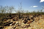 Contexto do serto ao redor do Arraial. <br/> "...em poucos anos o arraial de Canudos se firmou na regio (sul da Bahia) como um contestado, passando a reunir cada vez mais sertanejos que lutavam para mudar suas condies de vida fugindo da misria e dominao dos grandes latifundirios." O arraial original est submerso pelas guas do aude de Cocorob desde 1969. A atual canudos est a 10 km de distncia deste. <br/> <br/> Palavras-chave: Canudos, Antnio Conselheiro, revolta popular, direito, cidadania, movimentos sociais, poder, classes sociais, latifndio, concentrao de terra