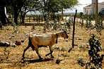 Tpica criao de cabras da regio em que fica o Arraial de Canudos. <br/> "...em poucos anos o arraial de Canudos se firmou na regio (sul da Bahia) como um contestado, passando a reunir cada vez mais sertanejos que lutavam para mudar suas condies de vida fugindo da misria e dominao dos grandes latifundirios." O arraial original est submerso pelas guas do aude de Cocorob desde 1969. A atual canudos est a 10 km de distncia deste. <br/> <br/> Palavras-chave: Canudos, Antnio Conselheiro, revolta popular, direito, cidadania, movimentos sociais, poder, classes sociais, latifndio, concentrao de terra