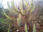 Contexto do serto ao redor do Arraial de Canudos. <br/> "...em poucos anos o arraial de Canudos se firmou na regio (sul da Bahia) como um contestado, passando a reunir cada vez mais sertanejos que lutavam para mudar suas condies de vida fugindo da misria e dominao dos grandes latifundirios." O arraial original est submerso pelas guas do aude de Cocorob desde 1969. A atual canudos est a 10 km de distncia deste. <br/> <br/> Palavras-chave: Canudos, Antnio Conselheiro, revolta popular, direito, cidadania, movimentos sociais, poder, classes sociais, latifndio, concentrao de terra  